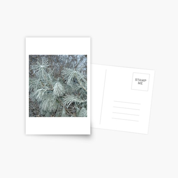 Frosty Transformation Postcard