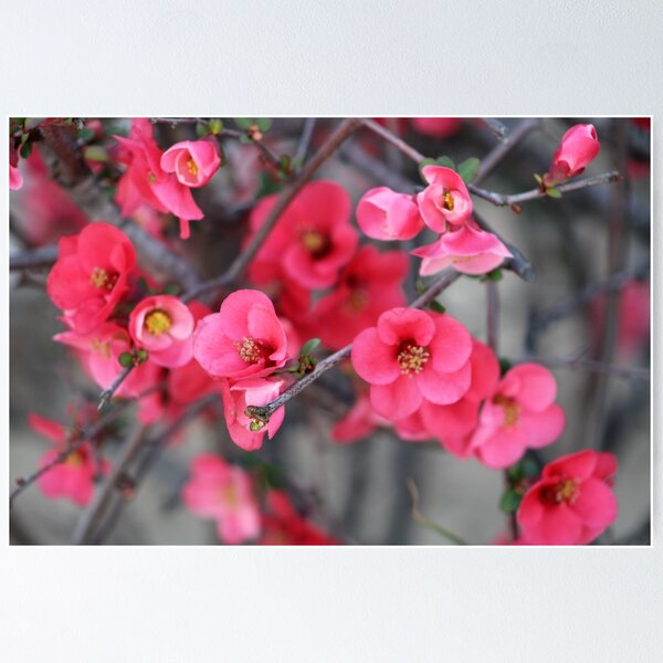 Item preview, Cute lil pink flowers designed and sold by djsfoto.