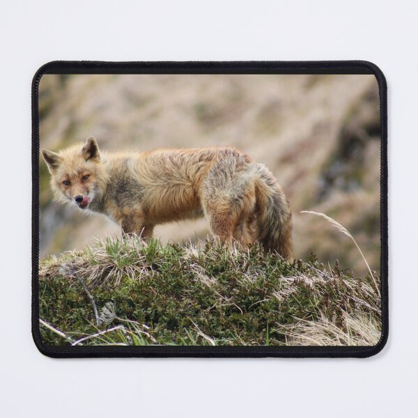 Item preview, Unalaska Fox designed and sold by Amy Dandridge.