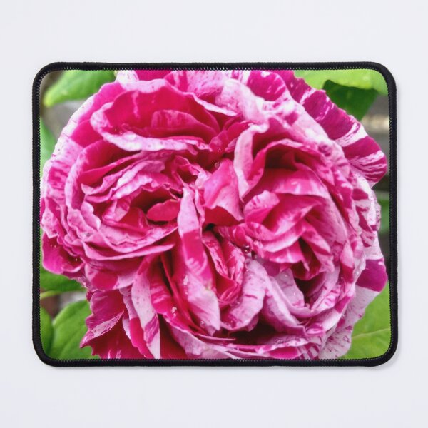 Item preview, Rosa Mundi designed and sold by AMGstuff.