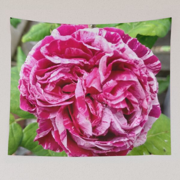 Item preview, Rosa Mundi designed and sold by AMGstuff.