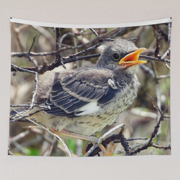 Item preview, Baby Mocking Bird designed and sold by Jeffrey Mask.