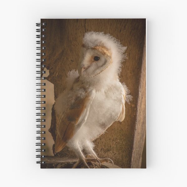 Item preview, Barn Owlet designed and sold by JoHackman.
