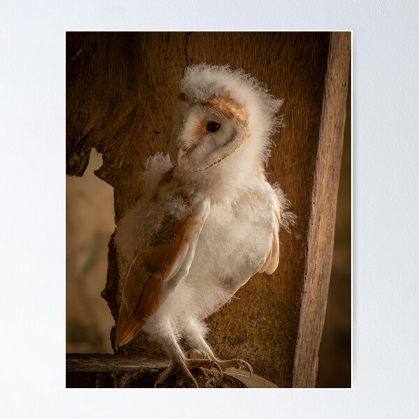 Item preview, Barn Owlet designed and sold by JoHackman.