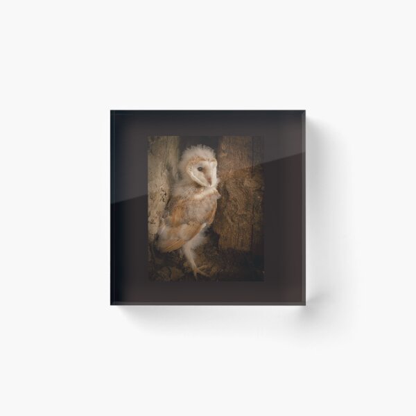 Item preview, Barn Owlet 2 designed and sold by JoHackman.
