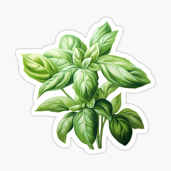 Item preview, Basil Plant designed and sold by taniasofia.