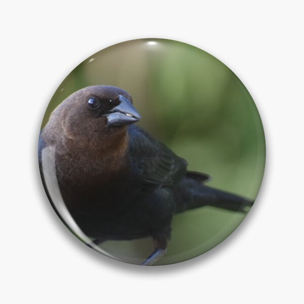 Item preview, A cowbird bird at the feeder designed and sold by Claude Laprise.