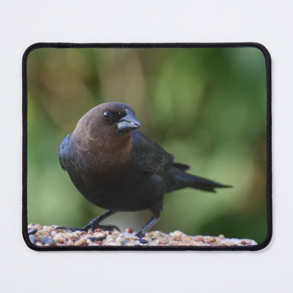 Item preview, A cowbird bird at the feeder designed and sold by Claude Laprise.