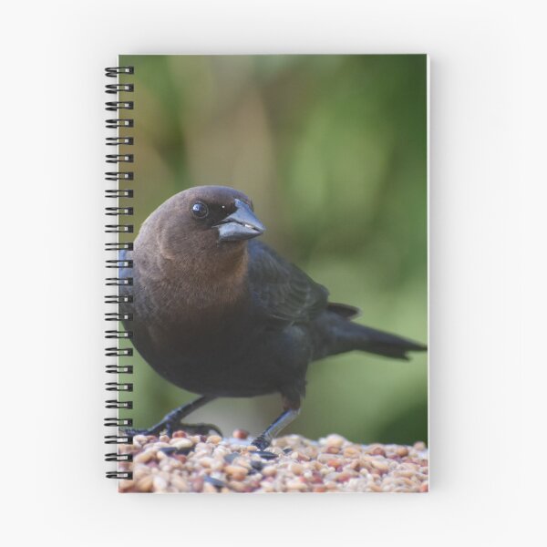 Item preview, A cowbird bird at the feeder designed and sold by Claude Laprise.
