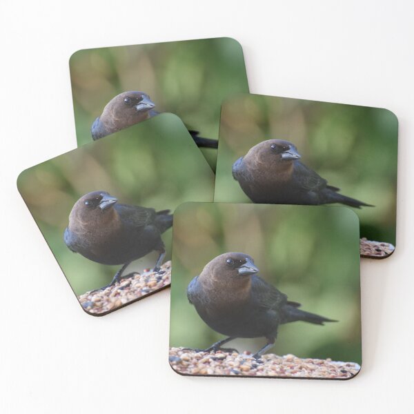 Item preview, A cowbird bird at the feeder designed and sold by Claude Laprise.