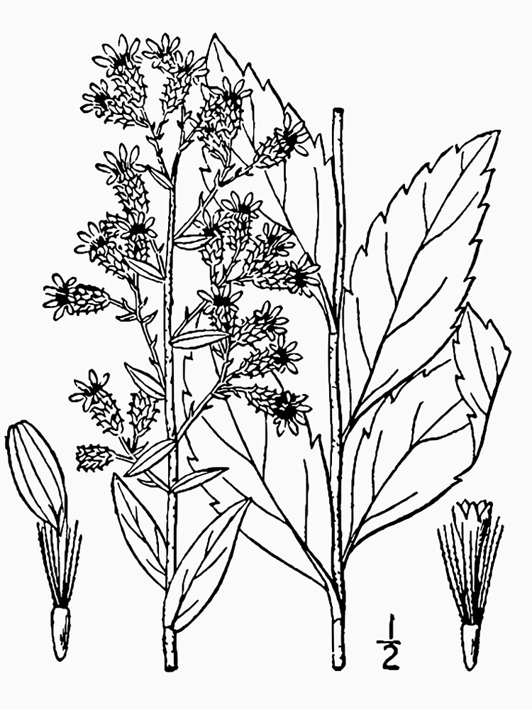 Botanical Scientific Illustration Black and White by pahleeloola