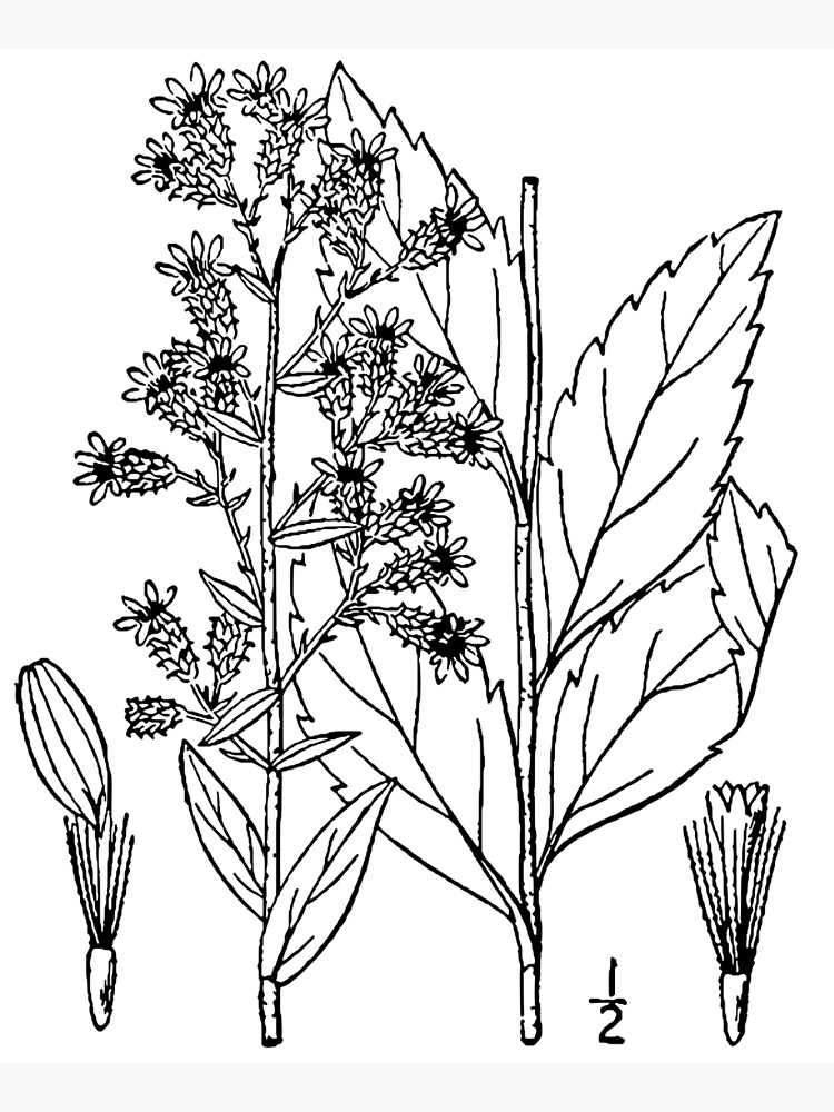 Details 76+ scientific sketches of plants in.eteachers