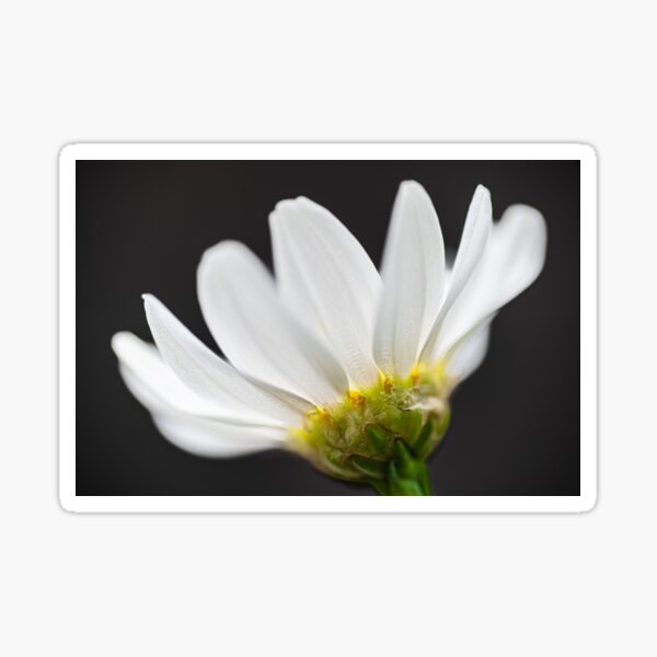 Sticker Fleur Marguerite - Magic Stickers