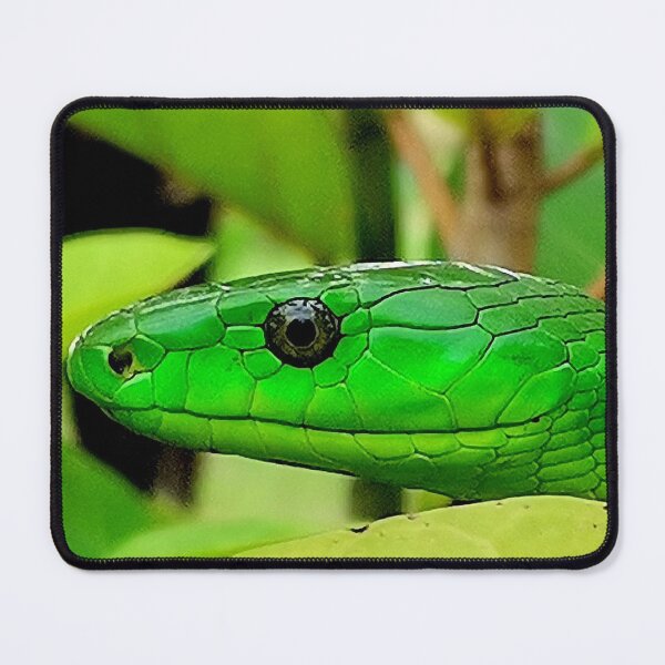 Item preview, Head of a Green Mamba (Dendroaspis angusticeps) designed and sold by FlutterByH.