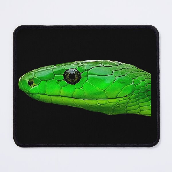Item preview, Head of a Green Mamba (Dendroaspis angusticeps) designed and sold by FlutterByH.