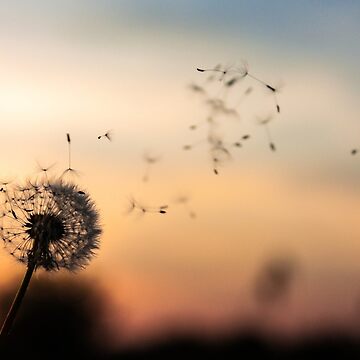 Artwork thumbnail, Dandelion Kisses by pineapplepears