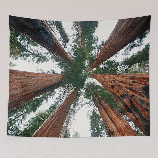 Item preview, Tree looking Up designed and sold by christineiris.