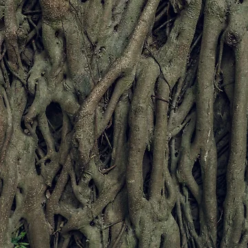 Artwork thumbnail, Tree Roots by christineiris