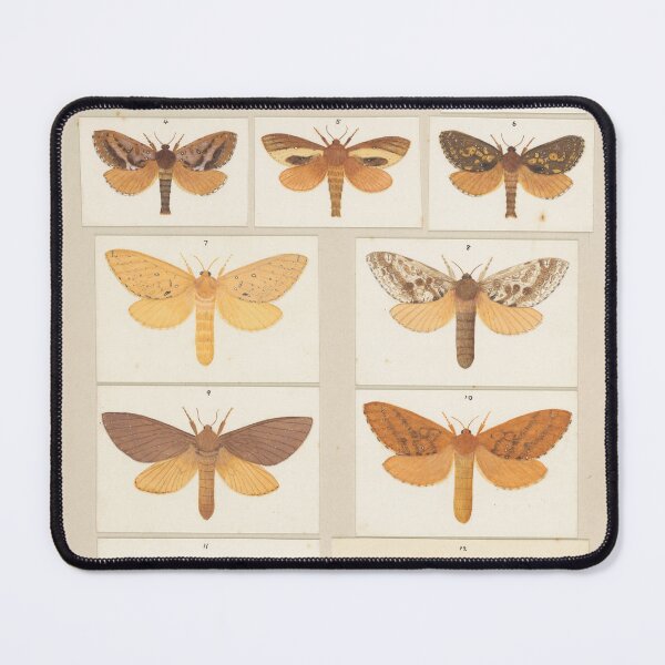 Item preview, Insects Reference Book: Moths designed and sold by lalatrash.