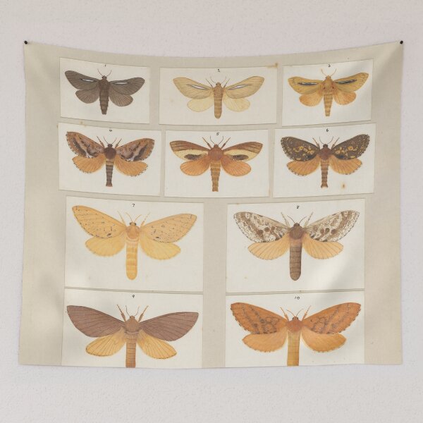 Item preview, Insects Reference Book: Moths designed and sold by lalatrash.