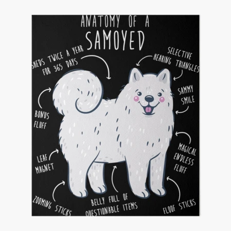 Samoyed Dog Anatomy | Art Board Print