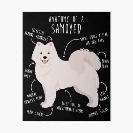 MY SAMOYED 365days denim-