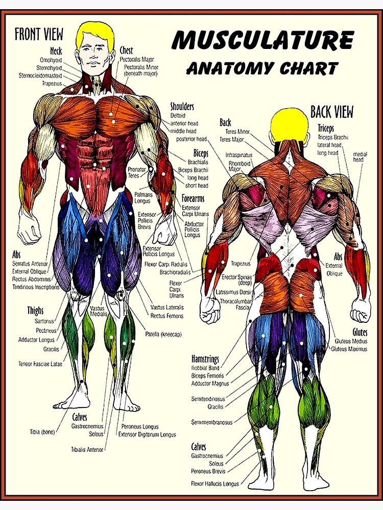 Muscle Chart Anatomy Diagram Bodybuilding Poster Ubicaciondepersonas