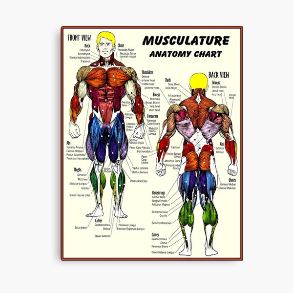 MUSKULATUR: Bodybuilding Anatomy Chart Print Leinwanddruck