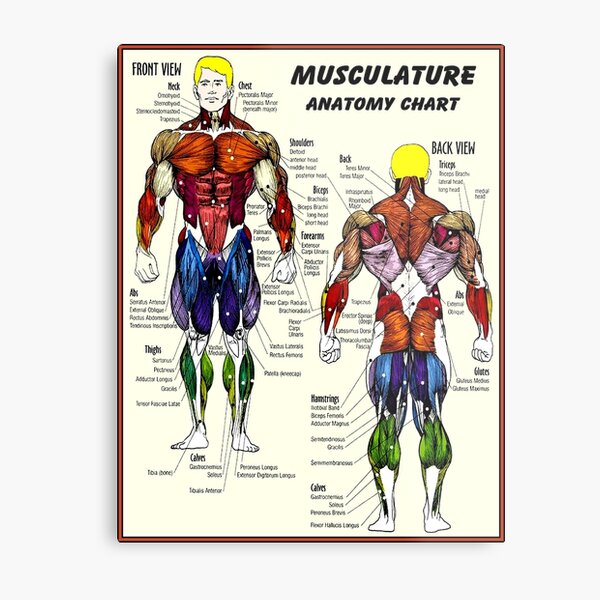 MUSCULATURE : Body Building Anatomy Chart Print Metal Print