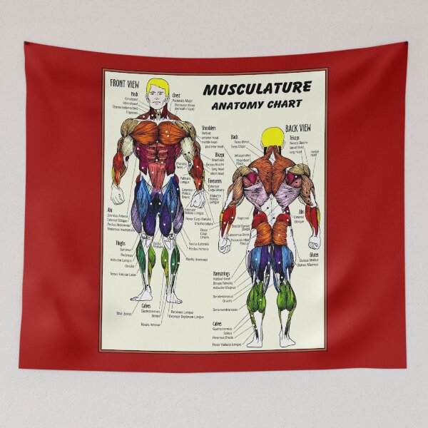 Aperçu de l'œuvre MUSCULATURE : Anatomie du corps à imprimer créée et vendue par posterbobs.