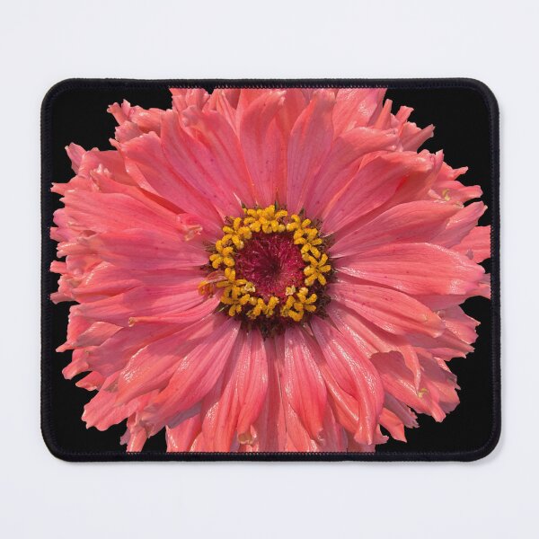 Item preview, Field Guide to Zinnias, No. 19, Pink Señorita Zinnia Flower designed and sold by Kristi Duggins.