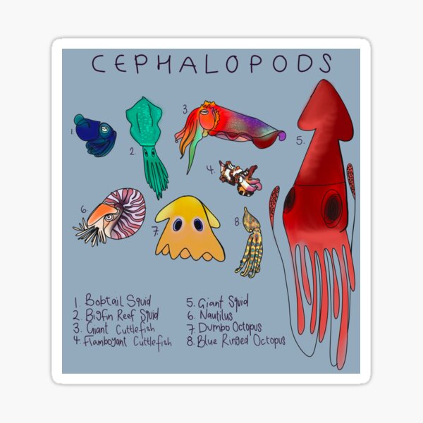 Item preview, CEPHALOPOD SELECTION designed and sold by Chy Coad.