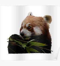 Roter Panda - Bambus Frühstück Poster