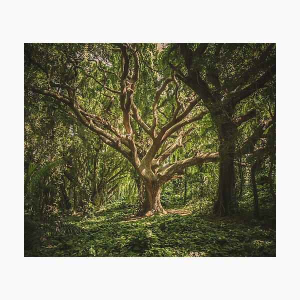 Green Tree Photographic Print