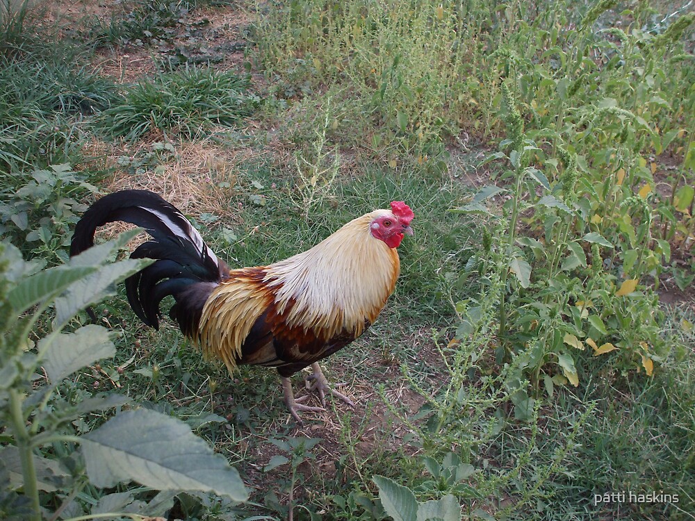 shanghai-rooster-by-patti-haskins-redbubble