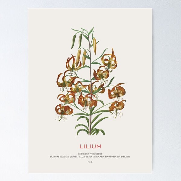 Item preview, Lilium designed and sold by Vintagrafica.