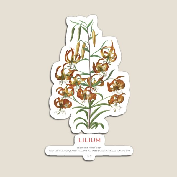 Item preview, Lilium designed and sold by Vintagrafica.