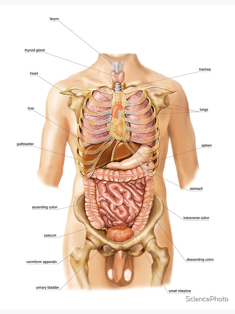 External projection of internal organs (C020/0227) Poster