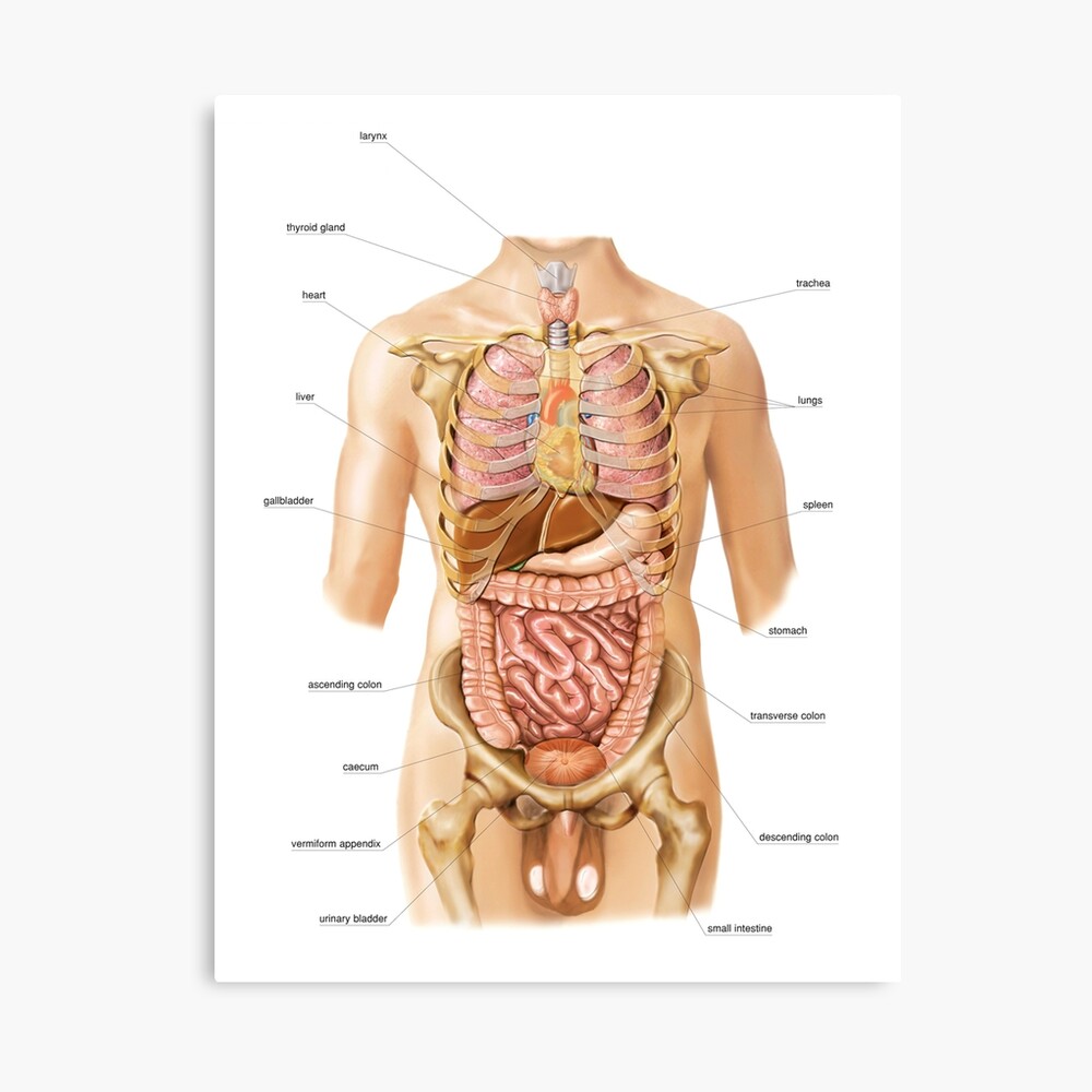 Arterial system, aorta, artwork (C021/2037) Poster