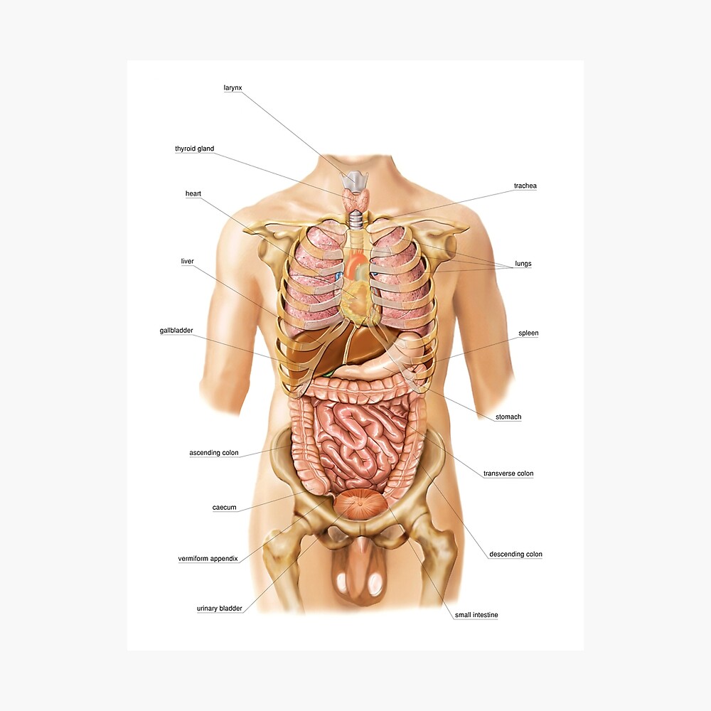 External projection of internal organs (C020/0227) Poster