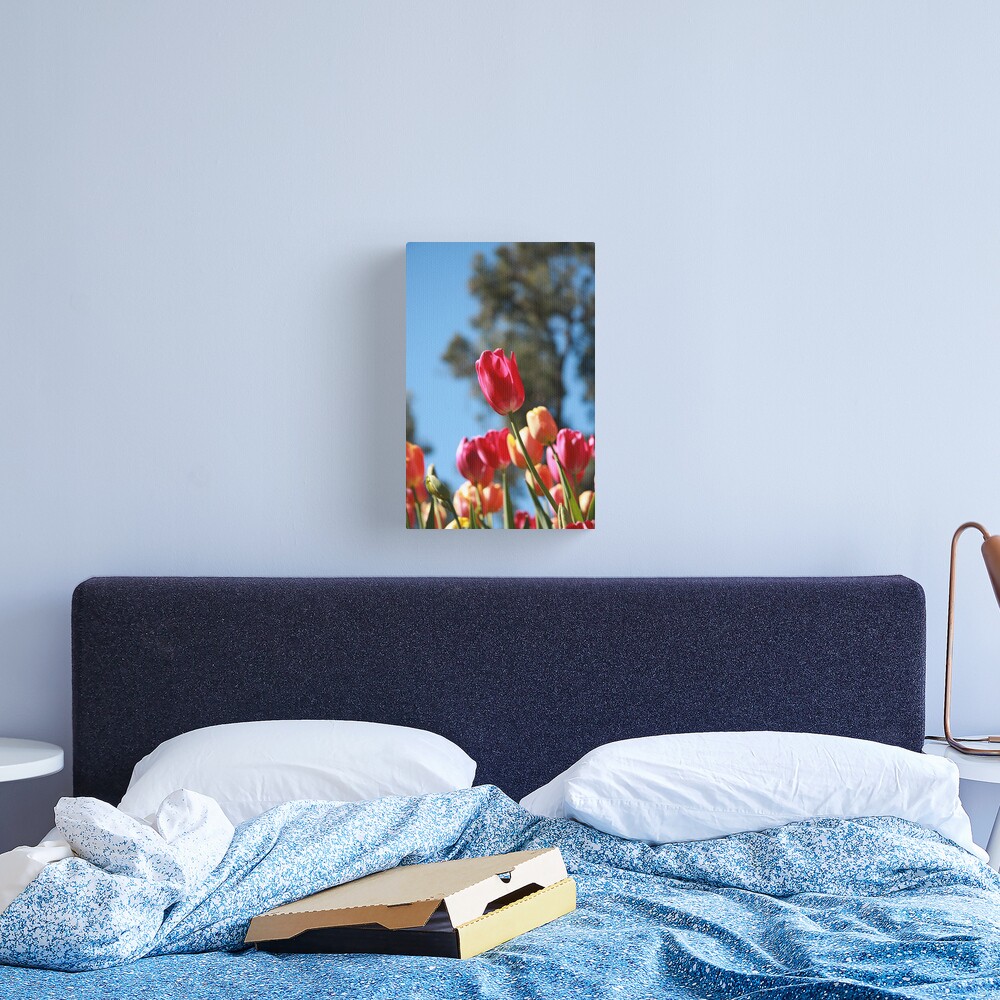 Tulips and Araluen Canvas Print