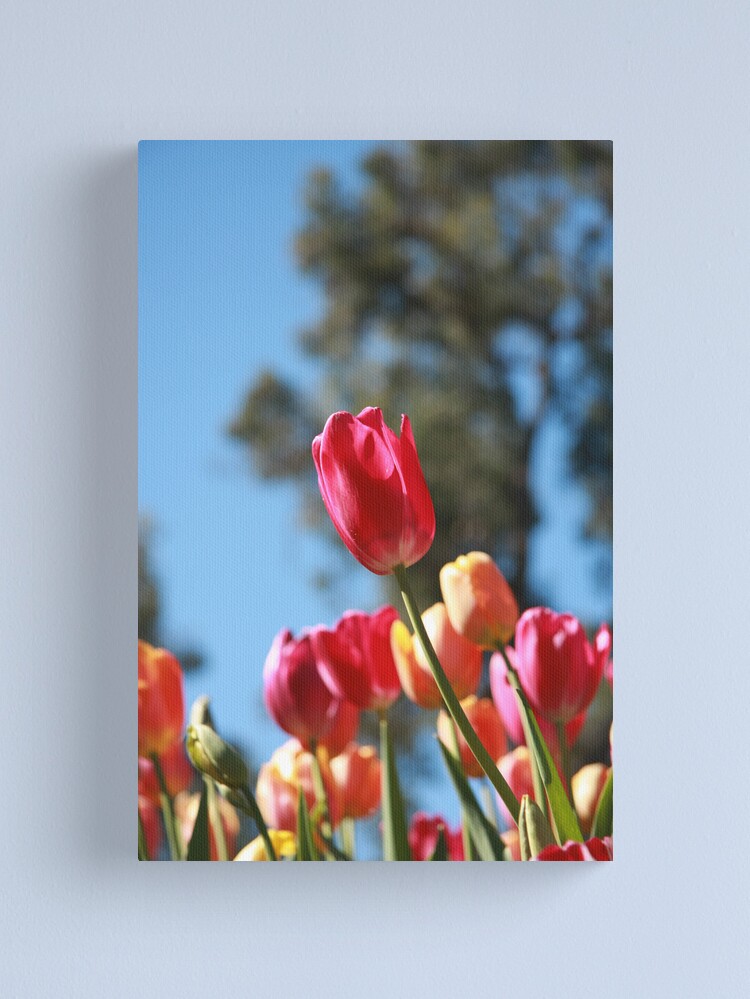 Alternate view of Tulips and Araluen Canvas Print