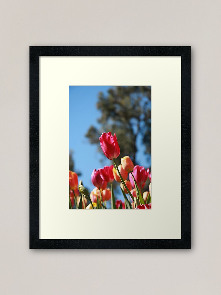Alternate view of Tulips and Araluen Framed Art Print