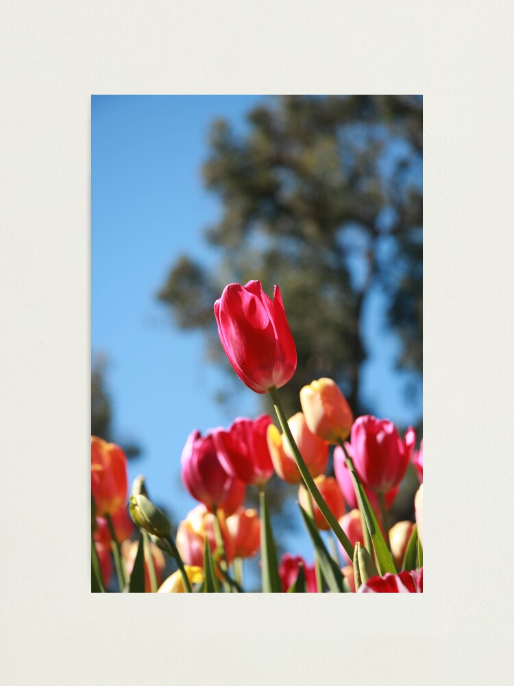 Alternate view of Tulips and Araluen Photographic Print