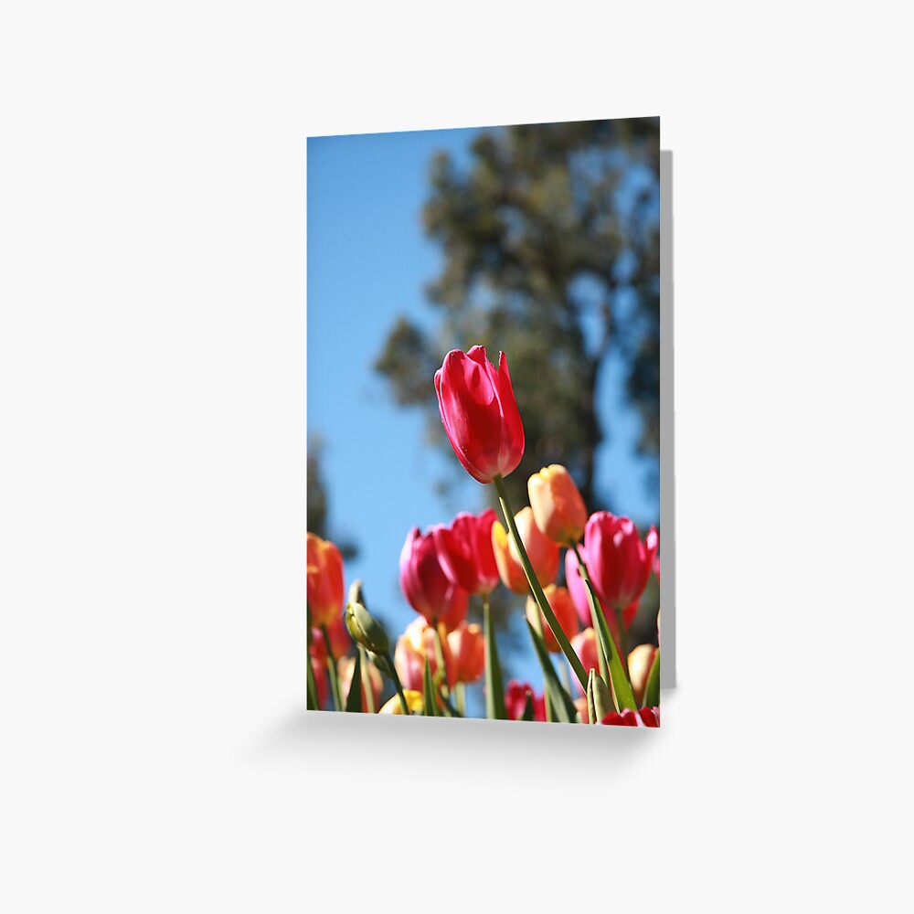 Tulips and Araluen Greeting Card