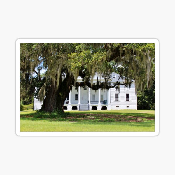 Washington Oak Sticker