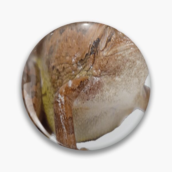 Item preview, Brown bellied toad with eyes wide designed and sold by CaidenHull47.