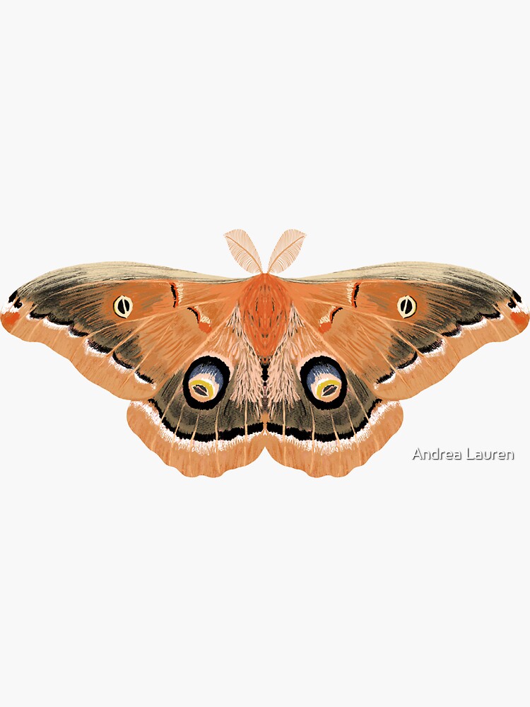 Polyphemus Moth Sticker — Andrea Dingeldein