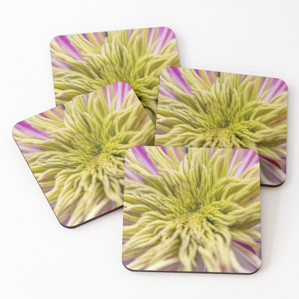 Item preview, Close-up of yellow petals unfurling on a pink clematis flower . designed and sold by bailey-cooper.