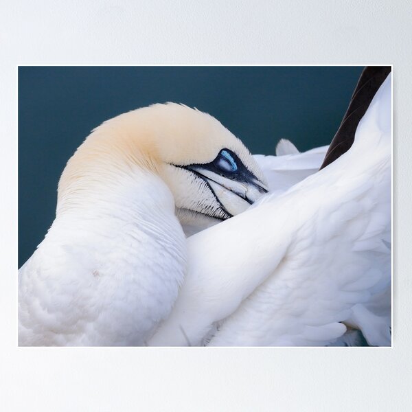 Item preview, Northern Gannet designed and sold by photobytableau.